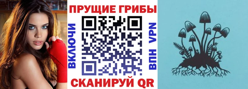 где можно купить   Армавир  Псилоцибиновые грибы Magic Shrooms 